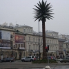 palma-w-warszawie
